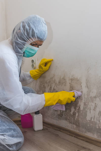 Best Real Estate Mold Inspection  in Purvis, MS